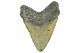 Fossil Megalodon Tooth - North Carolina #365002-2